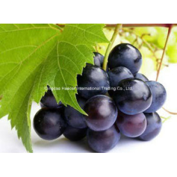 Grape Seed Extract